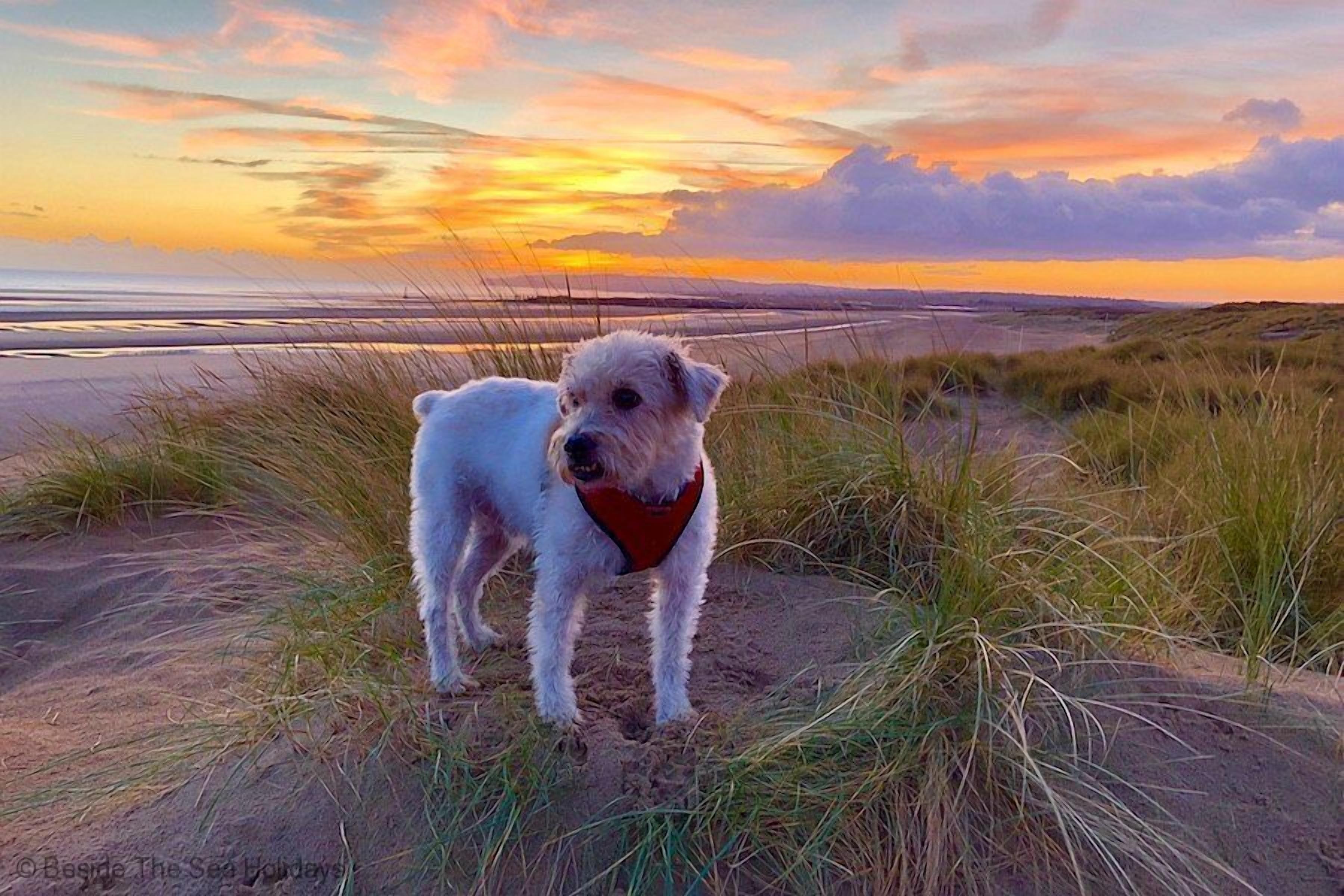A dog on a beach with a sunset in the background.