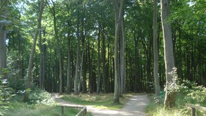 Un sendero arbolado con una valla de madera a un lado.
