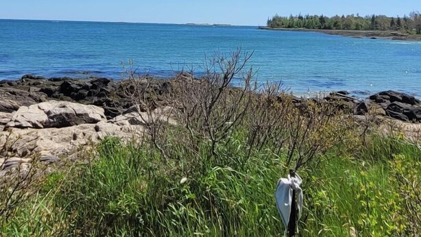 A coastal landscape with a rocky shoreline, clear blue sky, and distant land. - Port Clyde Village House   -   Summer of 2026 is booked. See you in 2027 (St George)