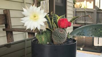 Un cactus en maceta con una flor blanca y otro cactus rojo en una maceta negra en un balcón.