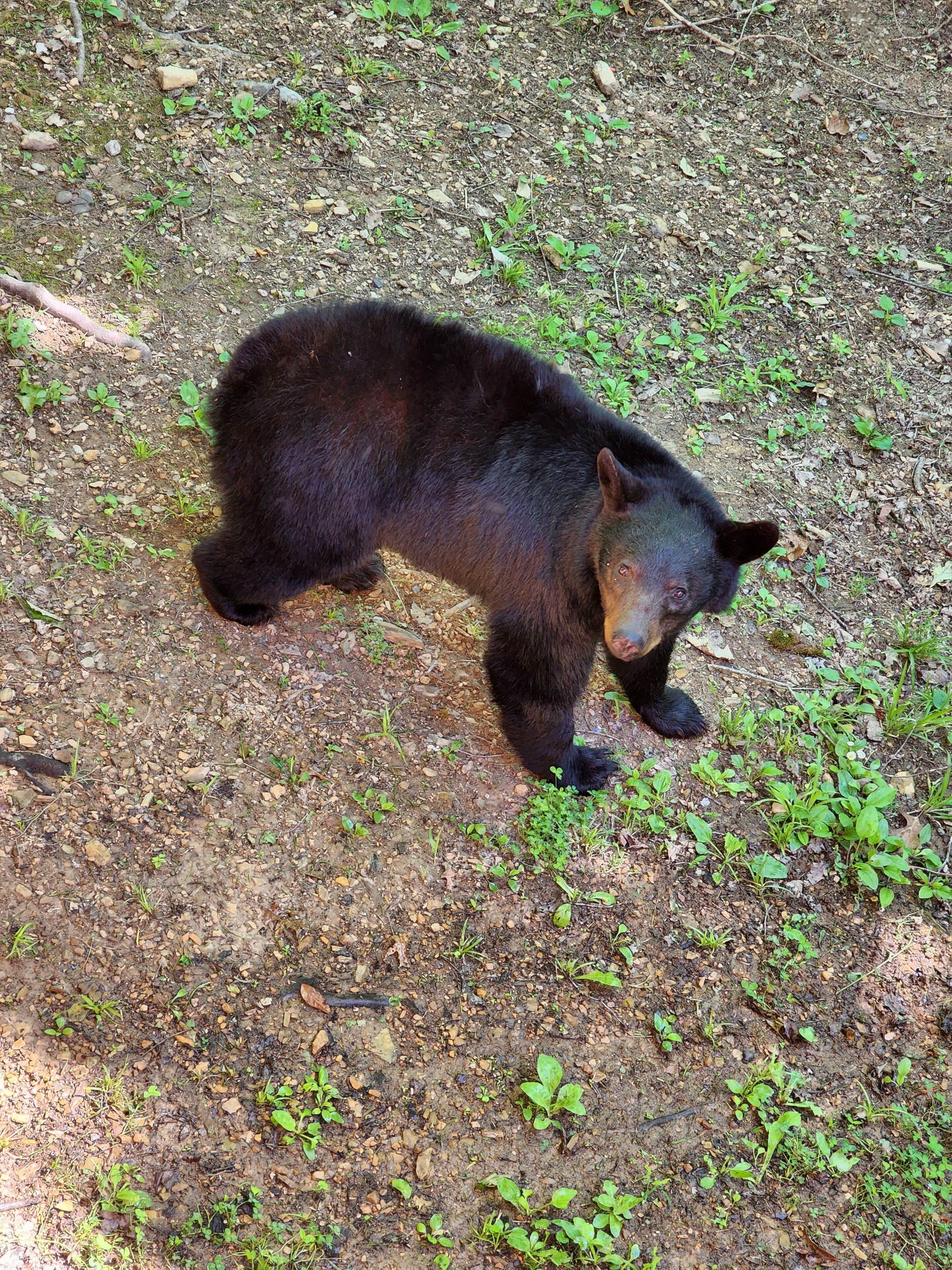 Un ours marchant sur un sentier de terre, entouré de verdure.