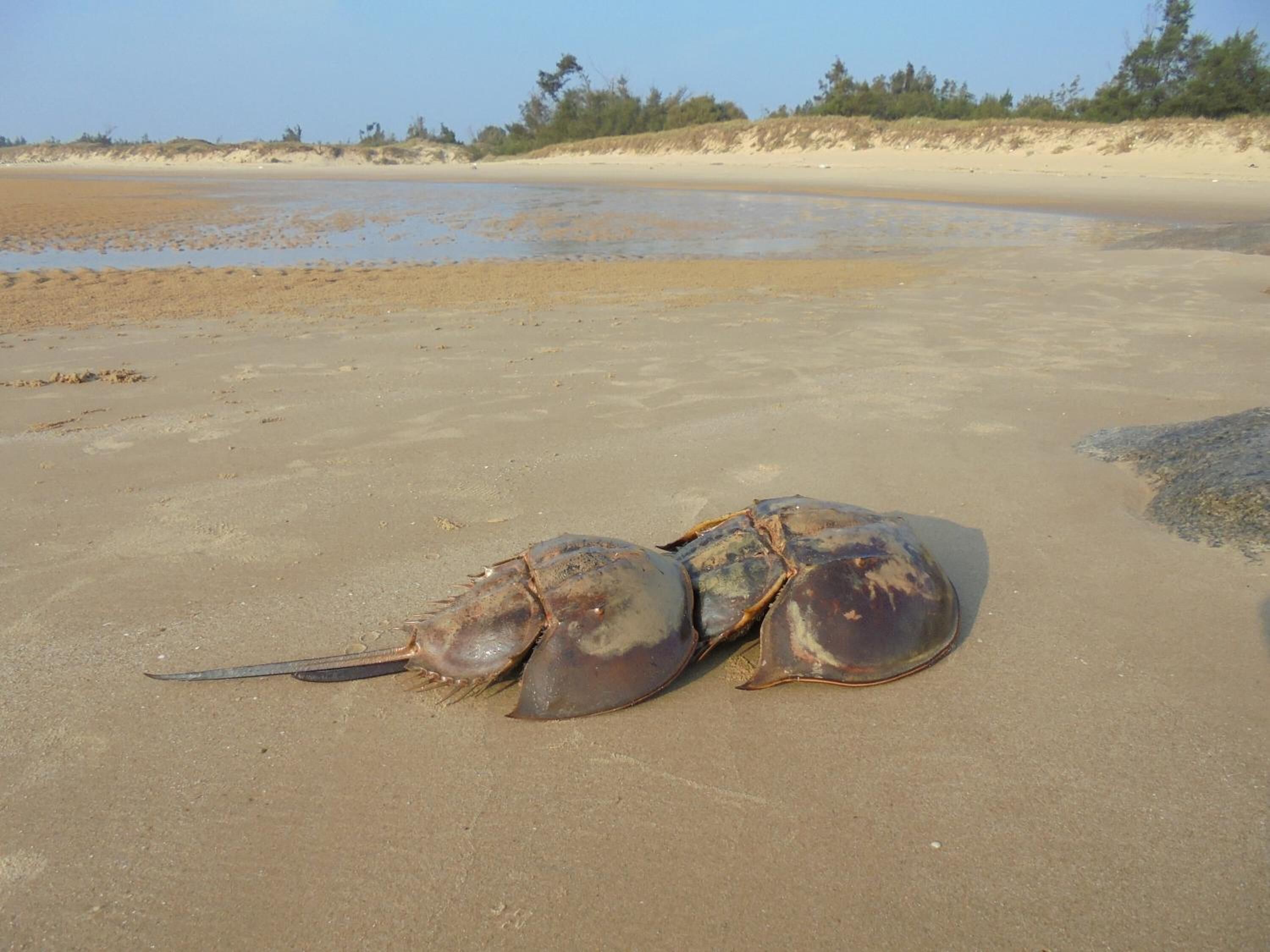 Una gran tortuga marina sobre una playa arenosa con vegetación escasa al fondo.