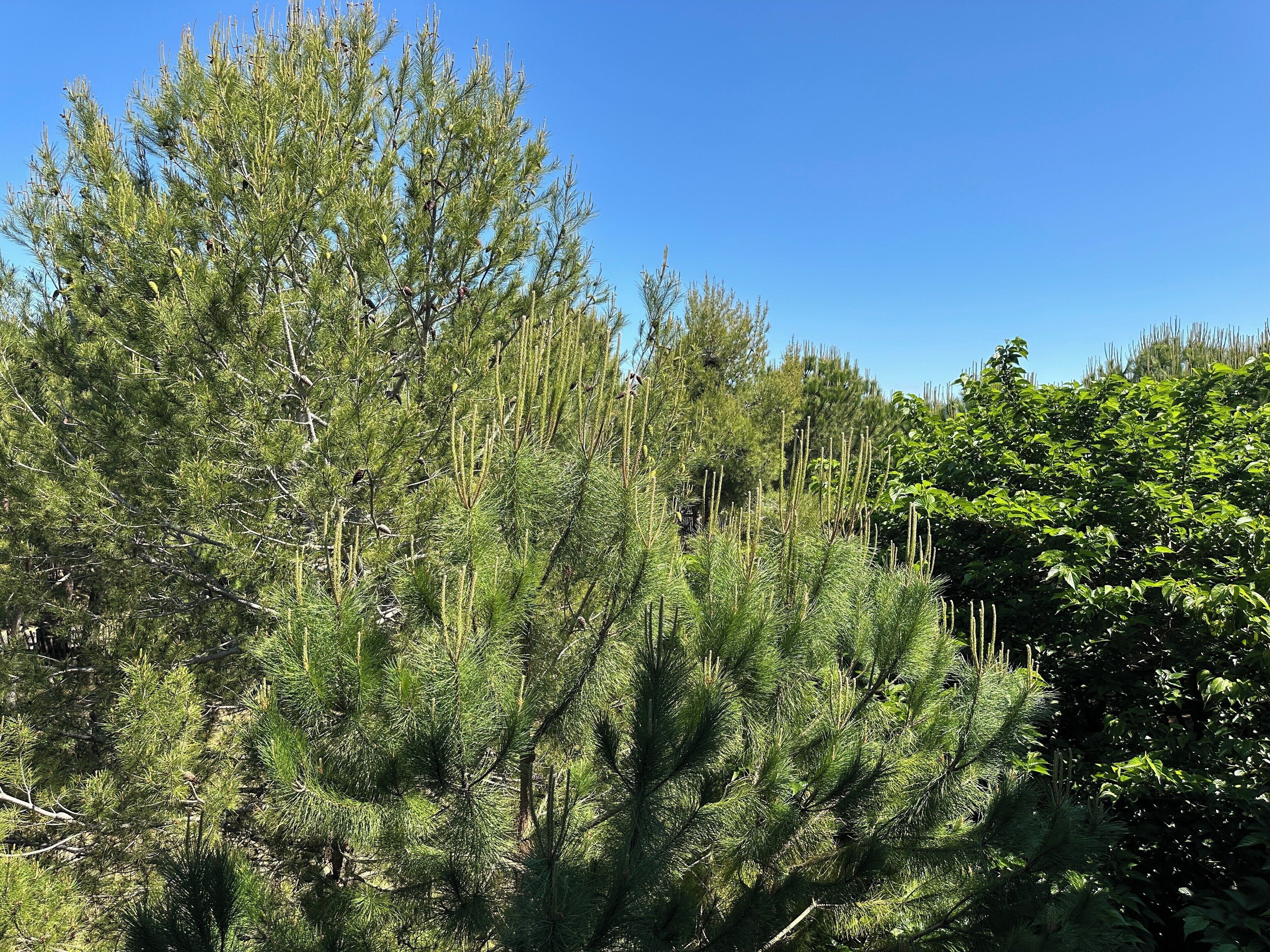 chambre jardin luxe | 1 bedroom, premium bedding, free minibar, in-room safe