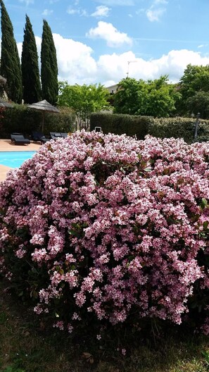 Property grounds - Agriturismo Bonzalone (Magliano in Toscana)