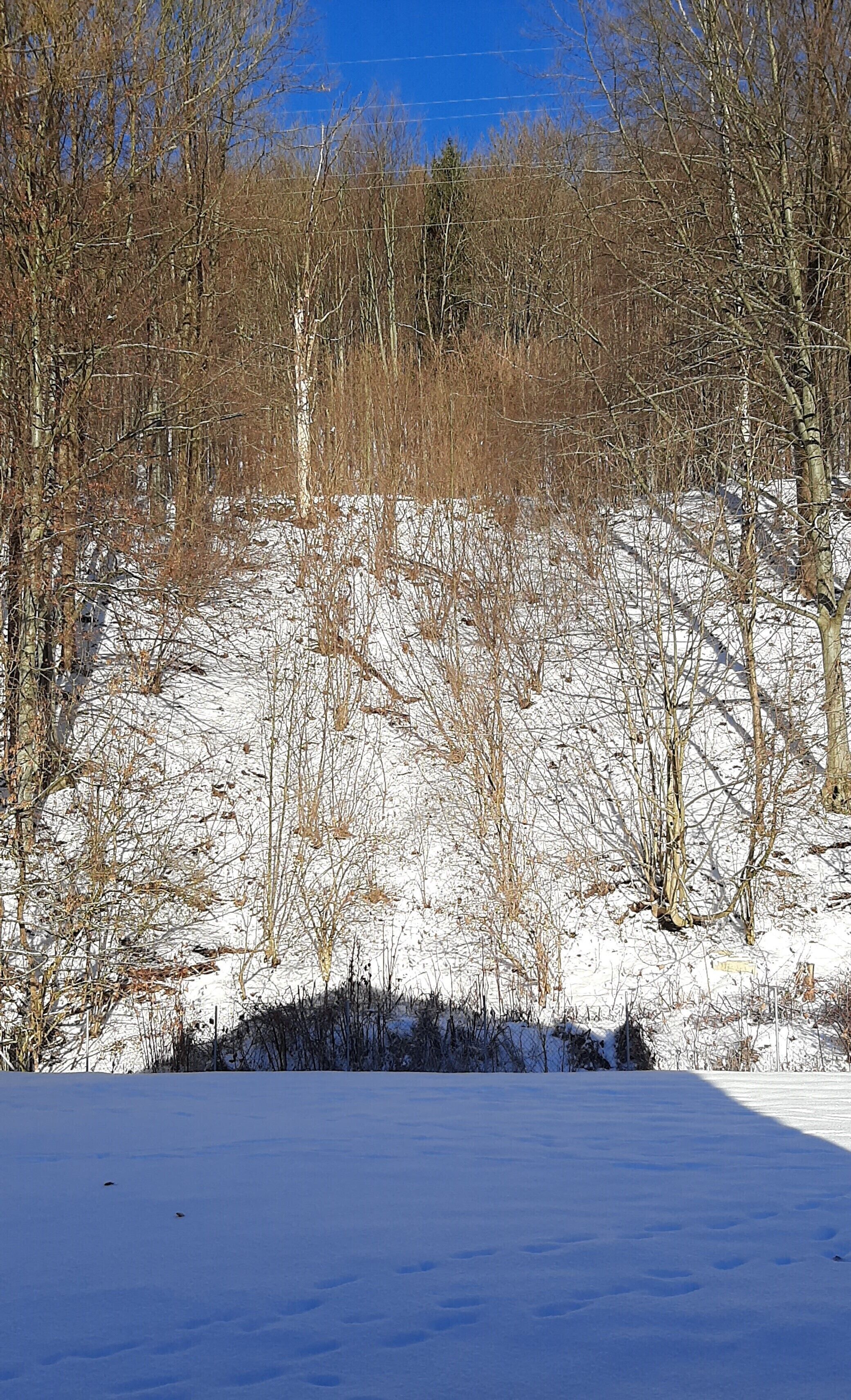 A snowy landscape with bare trees and a clear blue sky.