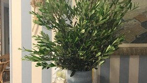 A potted plant on a wooden shelf against a striped wall. - Locanda Kon Tiki (Alassio)
