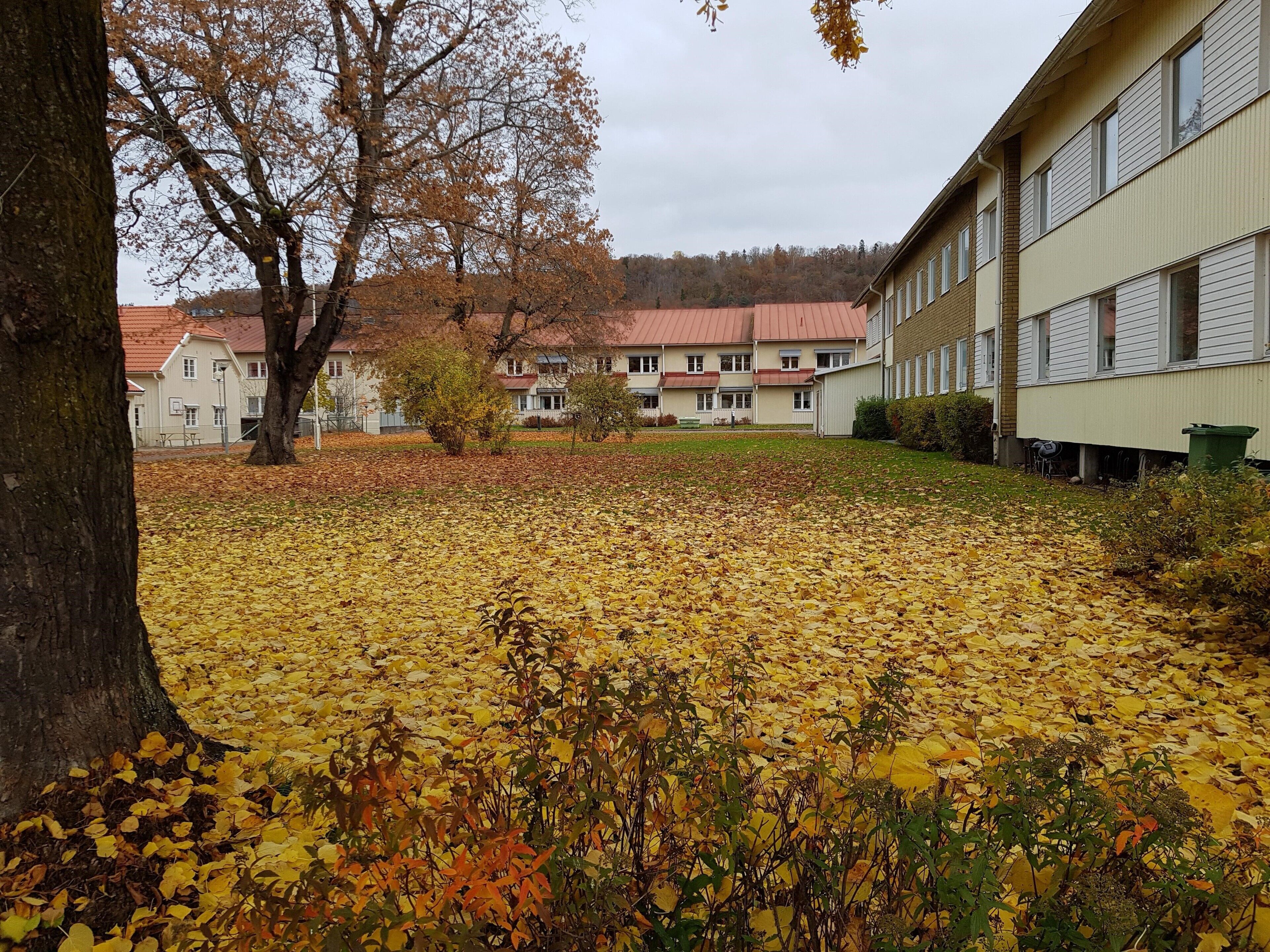 A courtyard with a red-roofed building, surrounded by trees and covered in yellow leaves.
