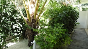 Un espace jardin agrémenté de diverses plantes, un chemin en béton et un mur blanc en arrière-plan.