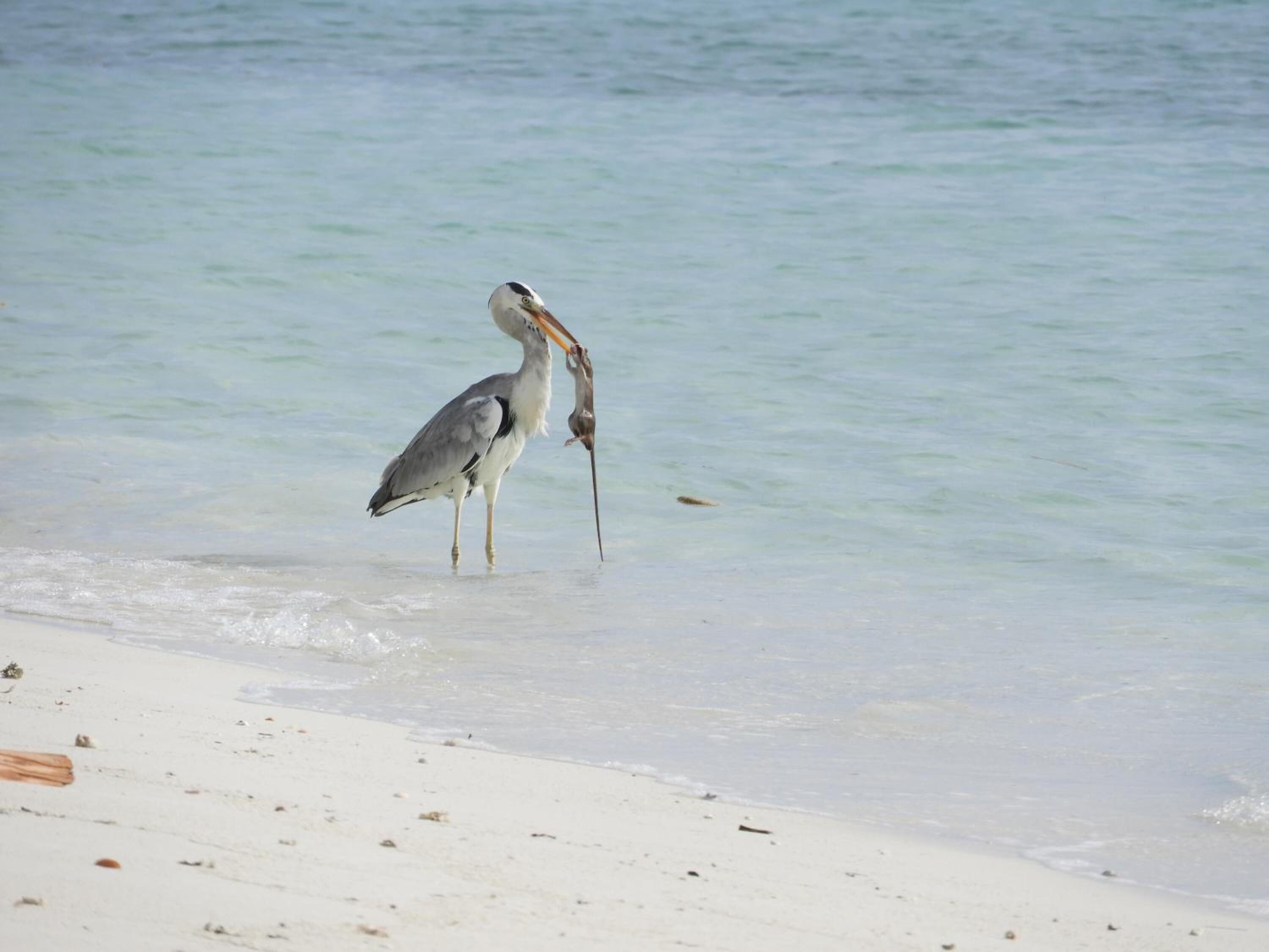 A bird standing in shallow water near a sandy beach.