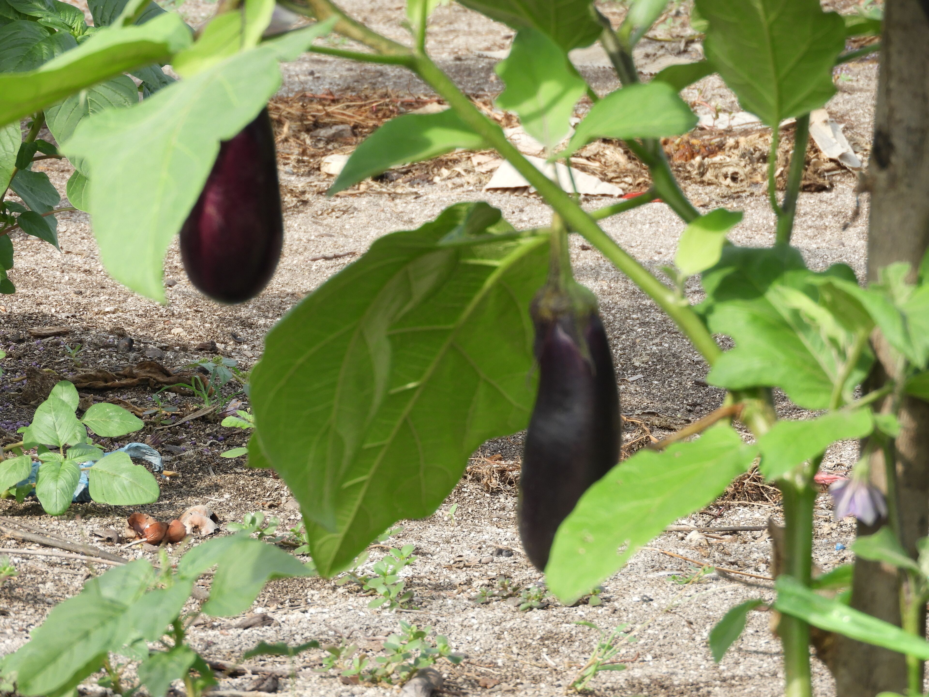 A garden with green plants and a single eggplant hanging from a vine.