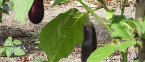 A garden with green plants and a single eggplant hanging from a vine.
