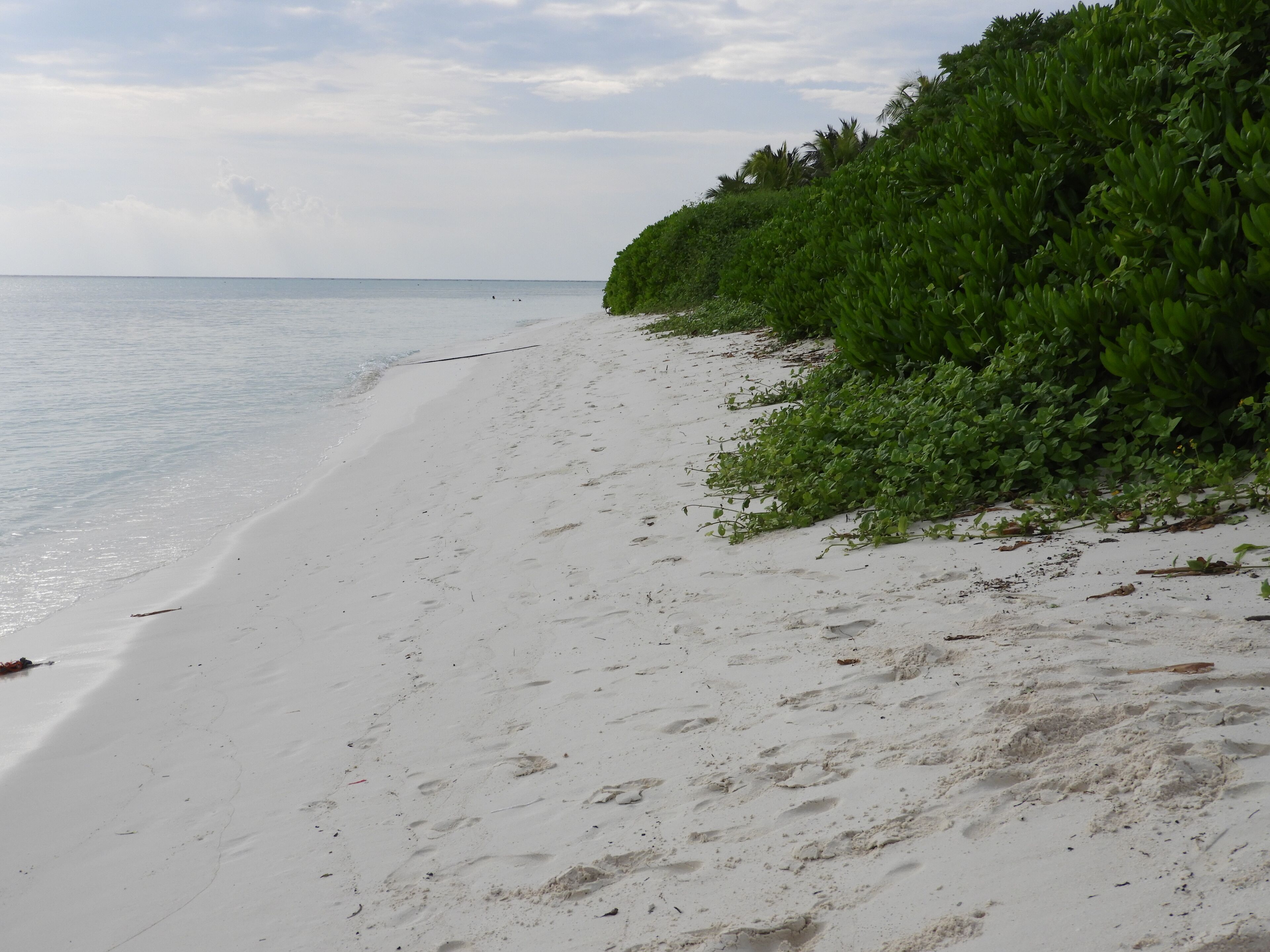 Ein Strand mit weißem Sand und grüner Vegetation.