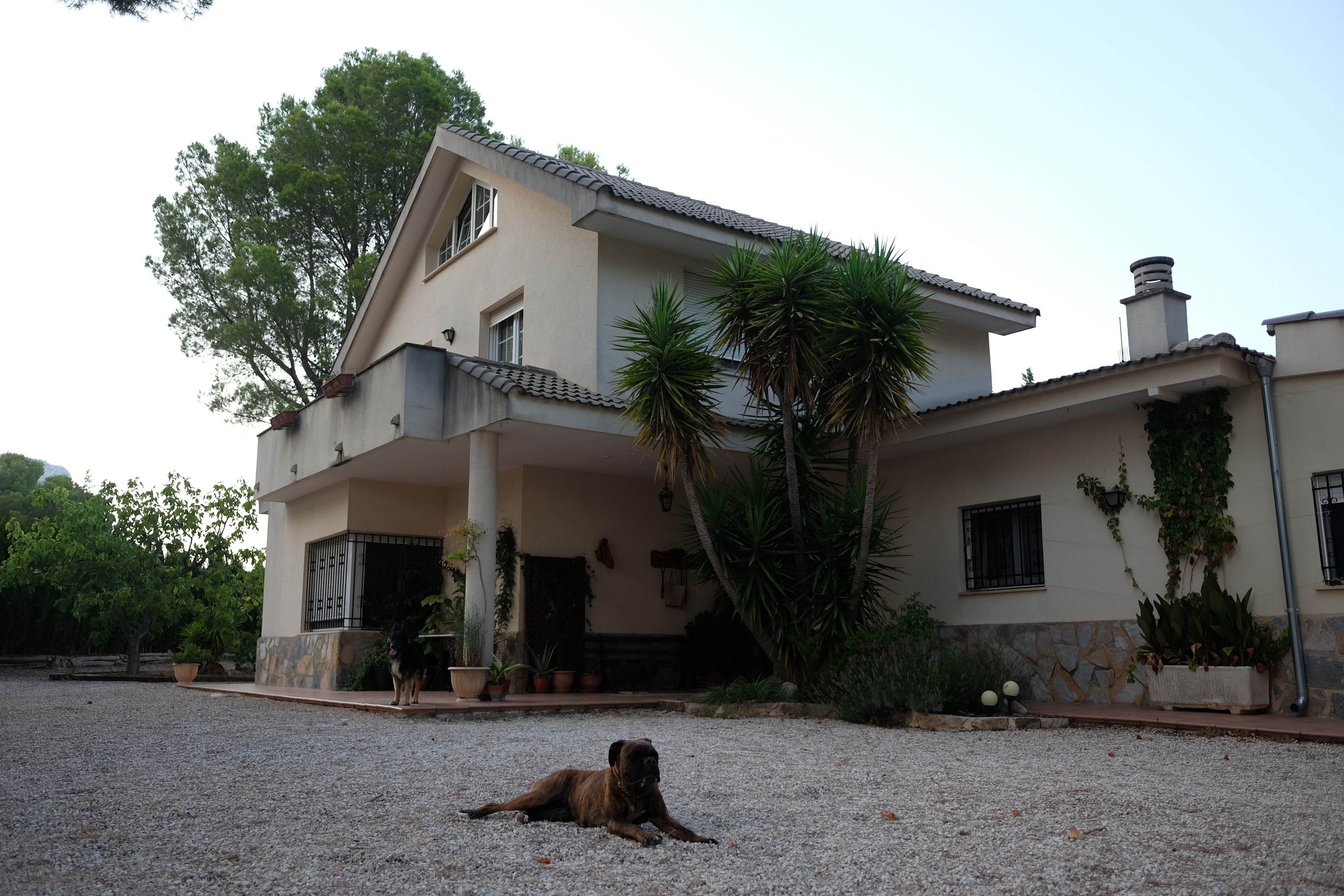 Ein zweistöckiges Haus mit einem Schotterweg und einem Hund im Vordergrund.