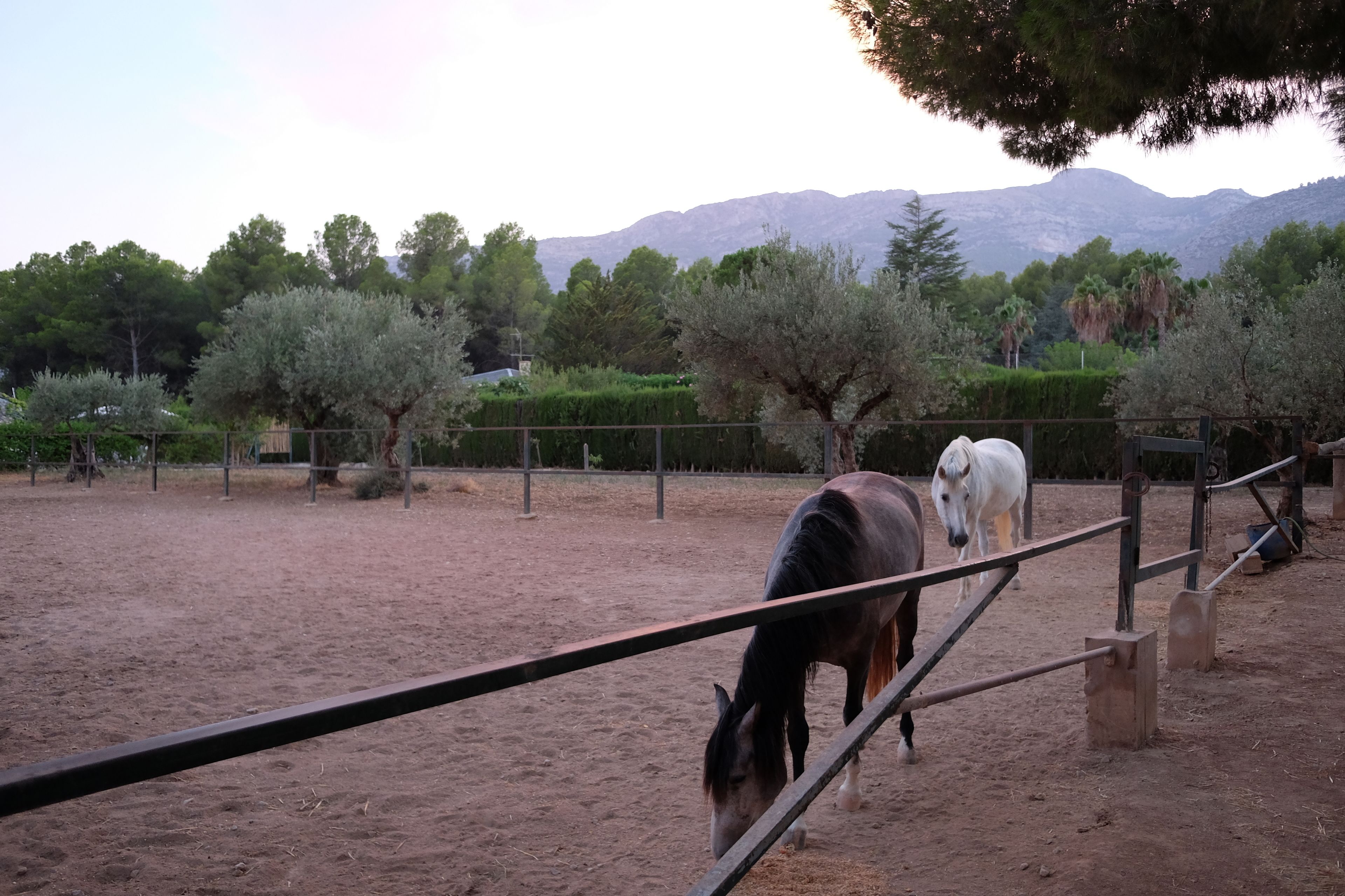 A stable with two horses and a fenced area with trees and mountains in the background.