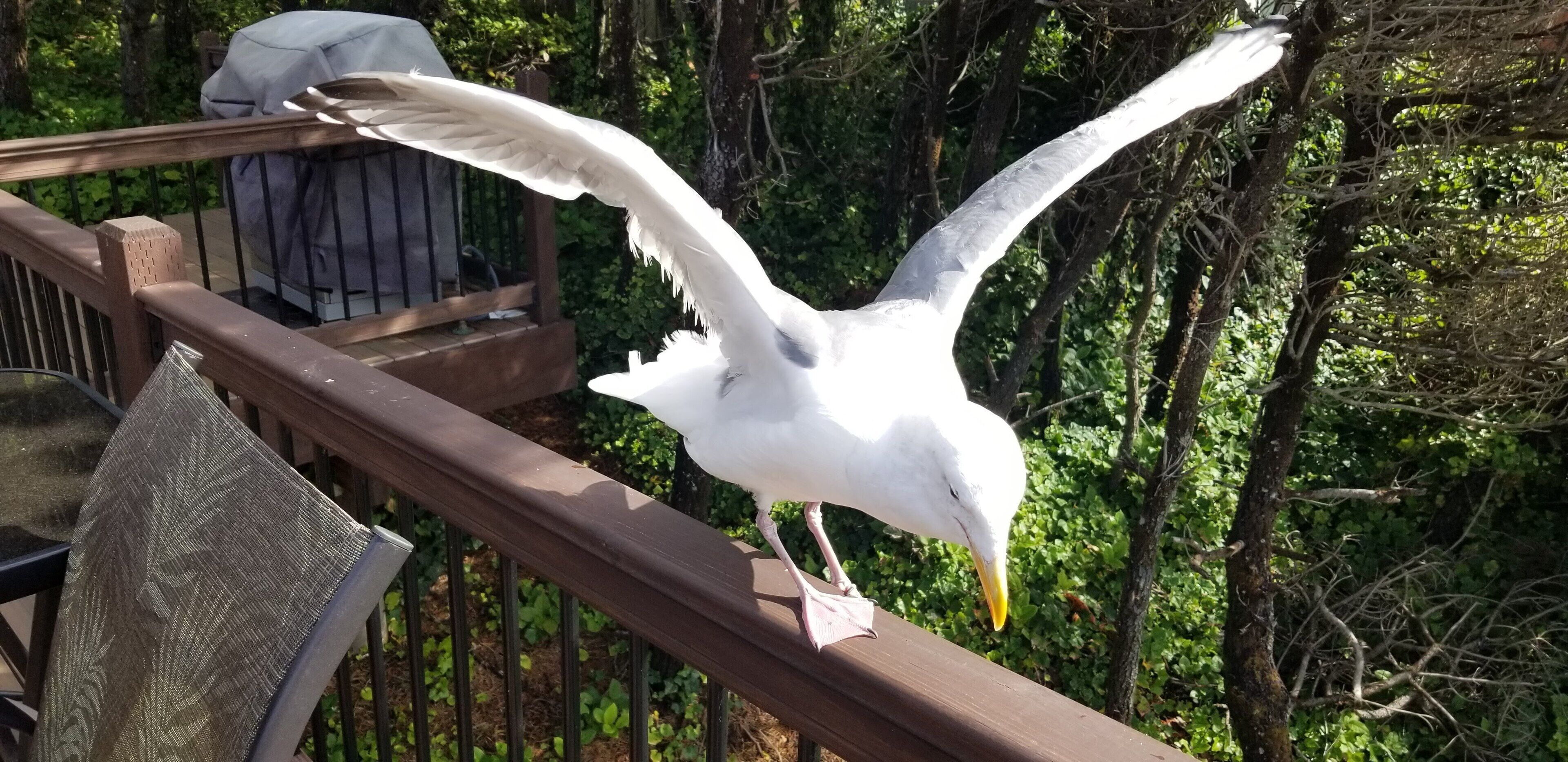 A seagull on a wooden deck with greenery in the background.