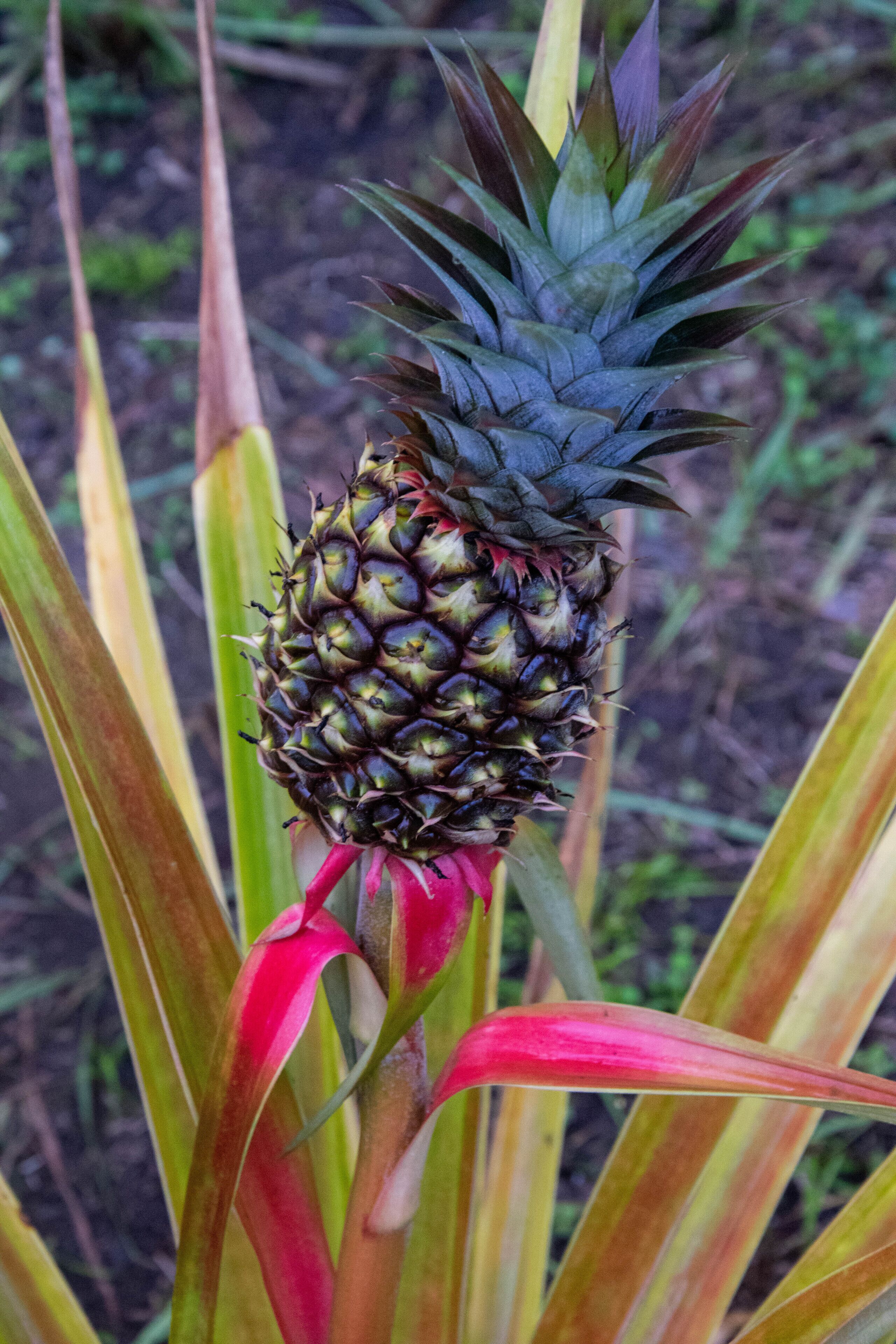 Eine Ananas mit einem roten Blatt.
