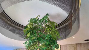 A modern lobby with a curved seating area, a large tree, and a stone wall. - Central Park Tower (Santo Domingo)