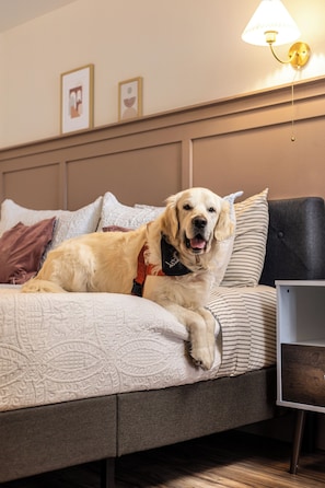 A dog lying on a bed with a headboard, pillows, and a lamp.