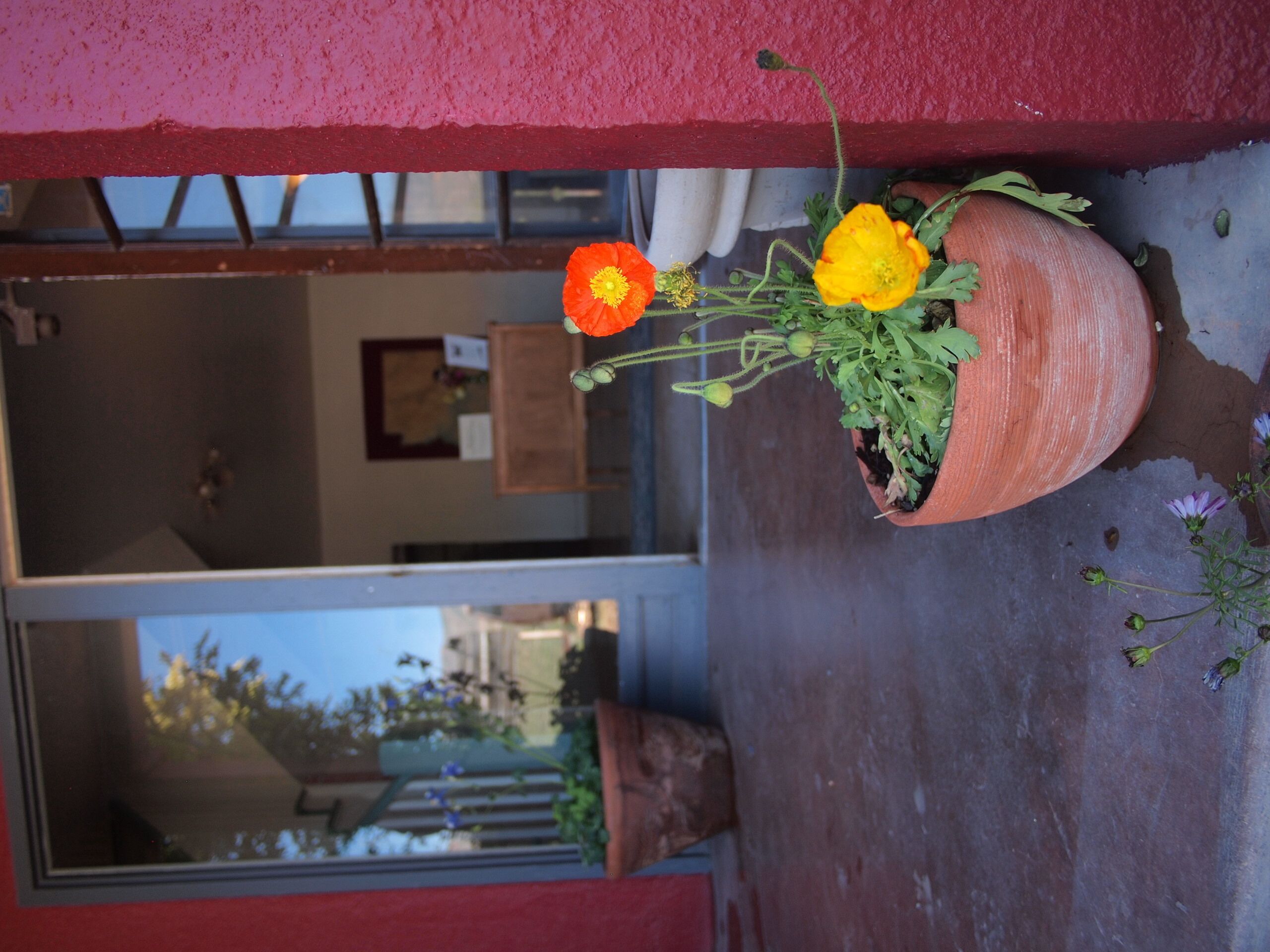 A potted plant with flowers on a balcony.