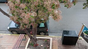 A bench, a tree, and a planter with small plants. - Residencial Ski (Esquel)
