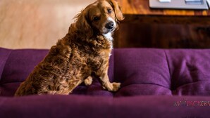 A dog sitting on a purple couch in a room with a wooden floor and a desk with a laptop and papers. - Madpackers Delhi - Hostel (New Delhi)