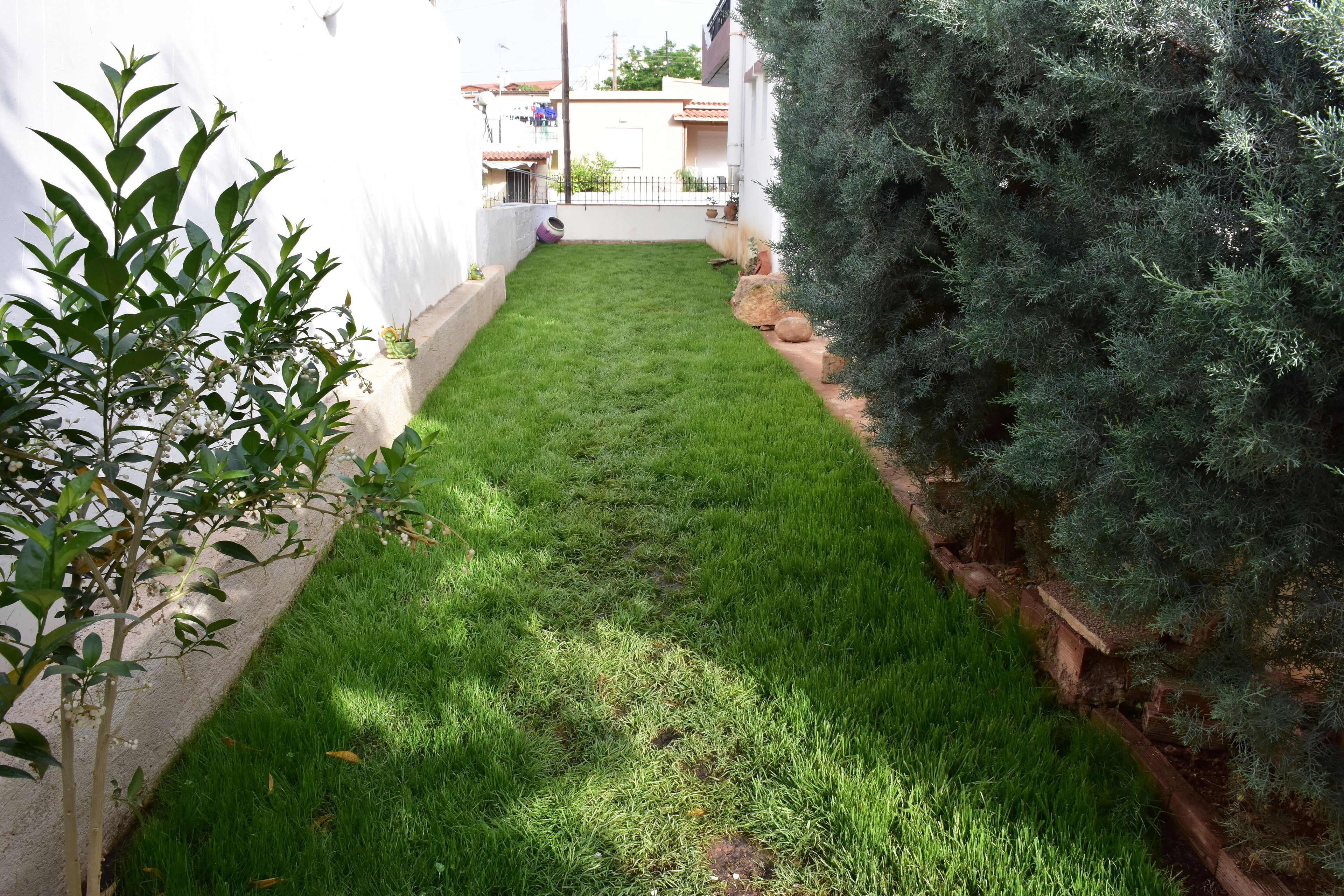 Un sentier étroit et bien entretenu, bordé d’un côté par un petit muret et de l’autre par un arbuste à feuilles persistantes dense.