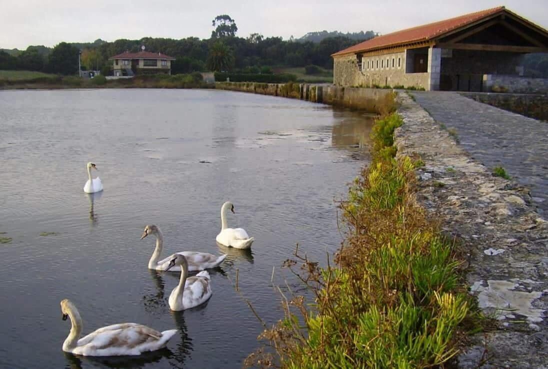 A body of water with swans and a stone building with a red roof.