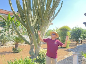A person standing next to a large cactus plant in a garden area with a building in the background. - B&B Fellini (Gallipoli)