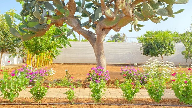 A large, mature cactus tree in a landscaped garden with flowering plants and a protective netting in the background. - B&B Fellini (Gallipoli)