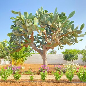 Un cactus grande y maduro en un jardín ajardinado con plantas en flor y una malla protectora al fondo.