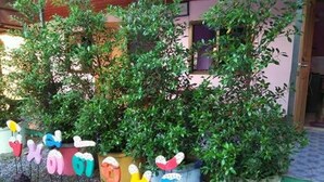 Um jardim com decorações coloridas e fantasiosas, e vasos de plantas.