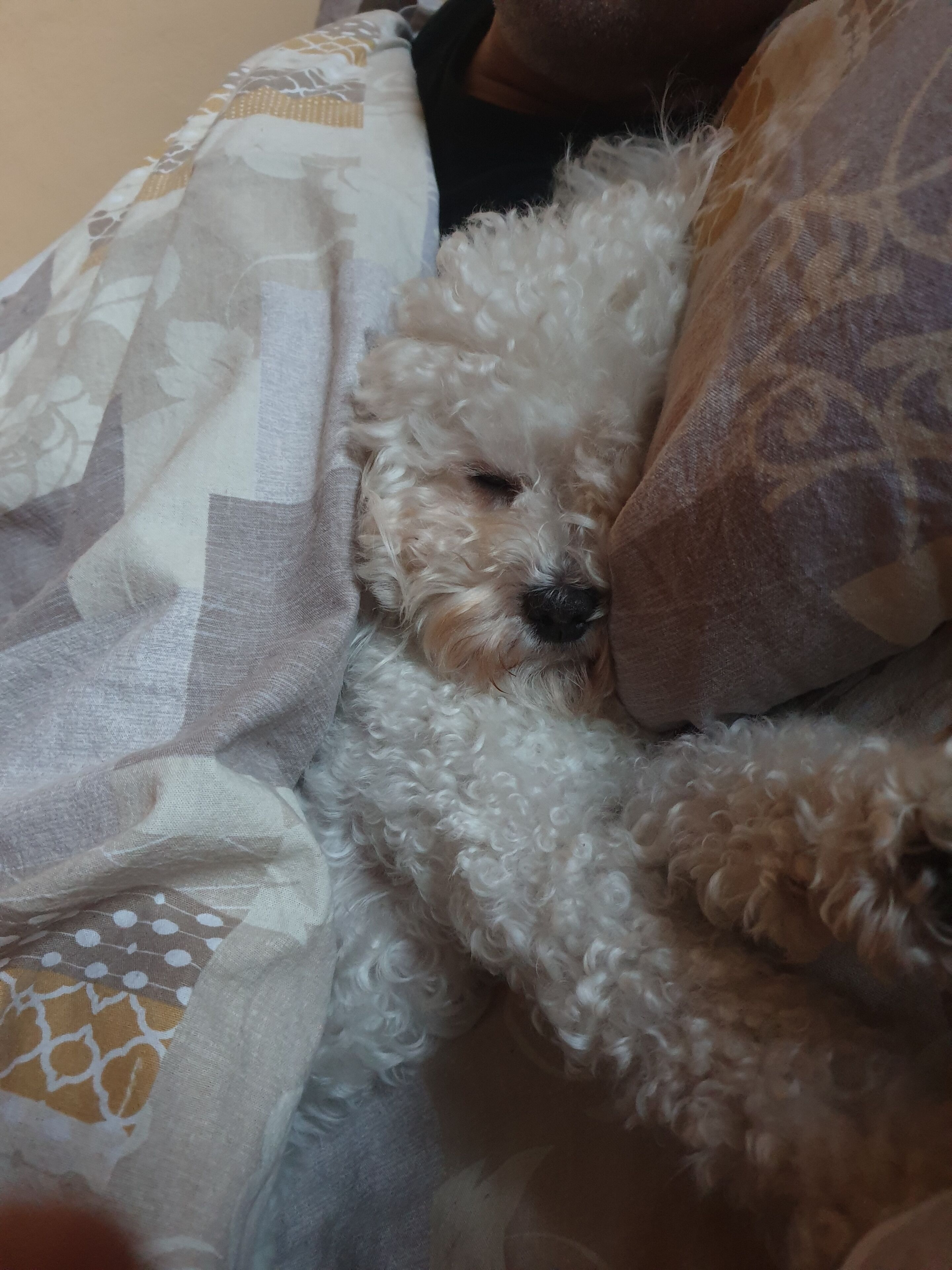 Foto - Hotel Garni Golf