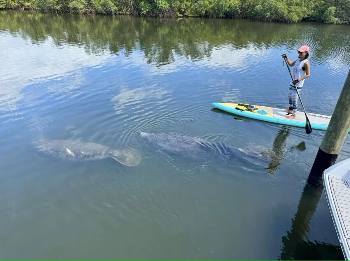 Kayaking with the Manatees in our waterway