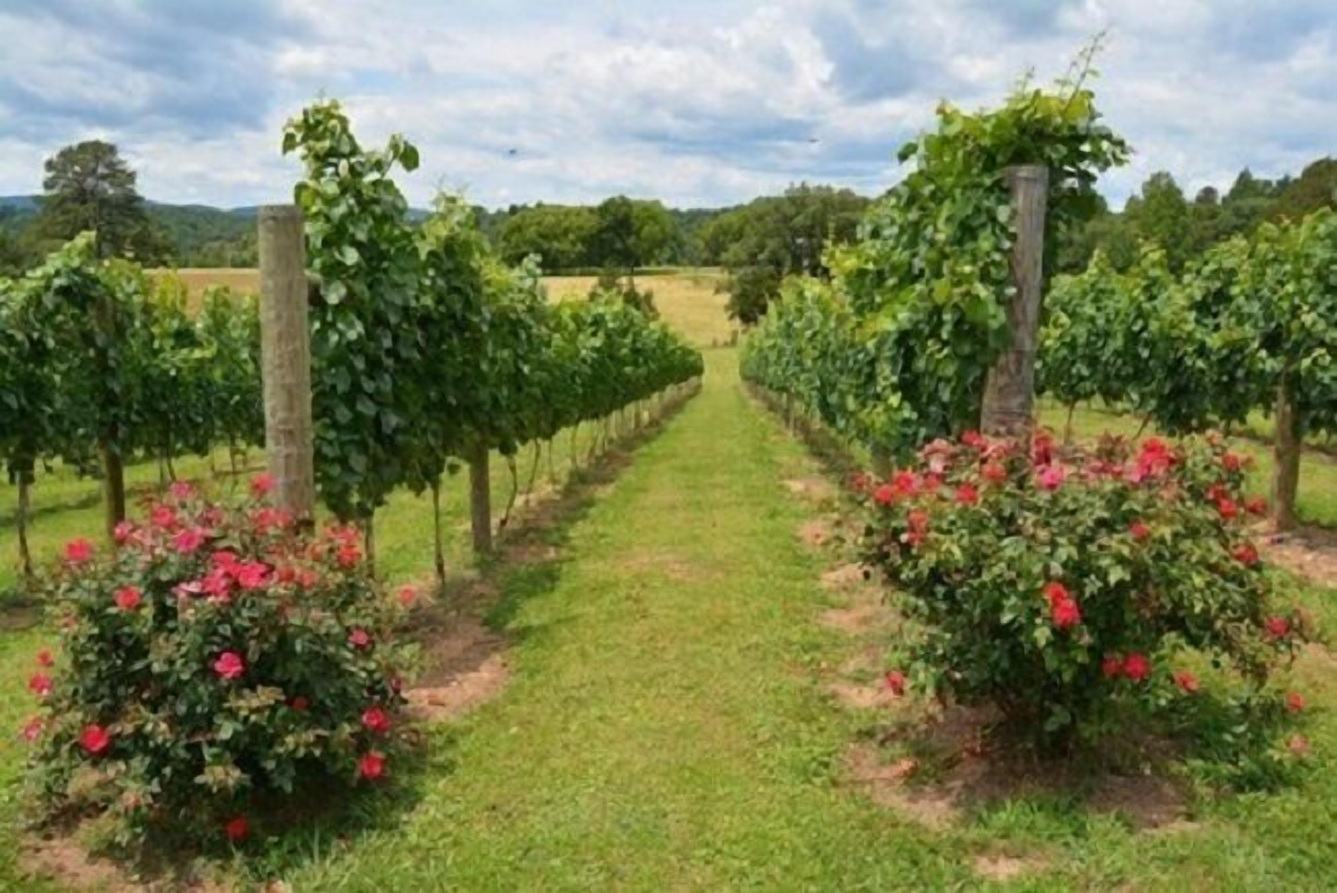 A vineyard with rows of grapevines and red flowering bushes.