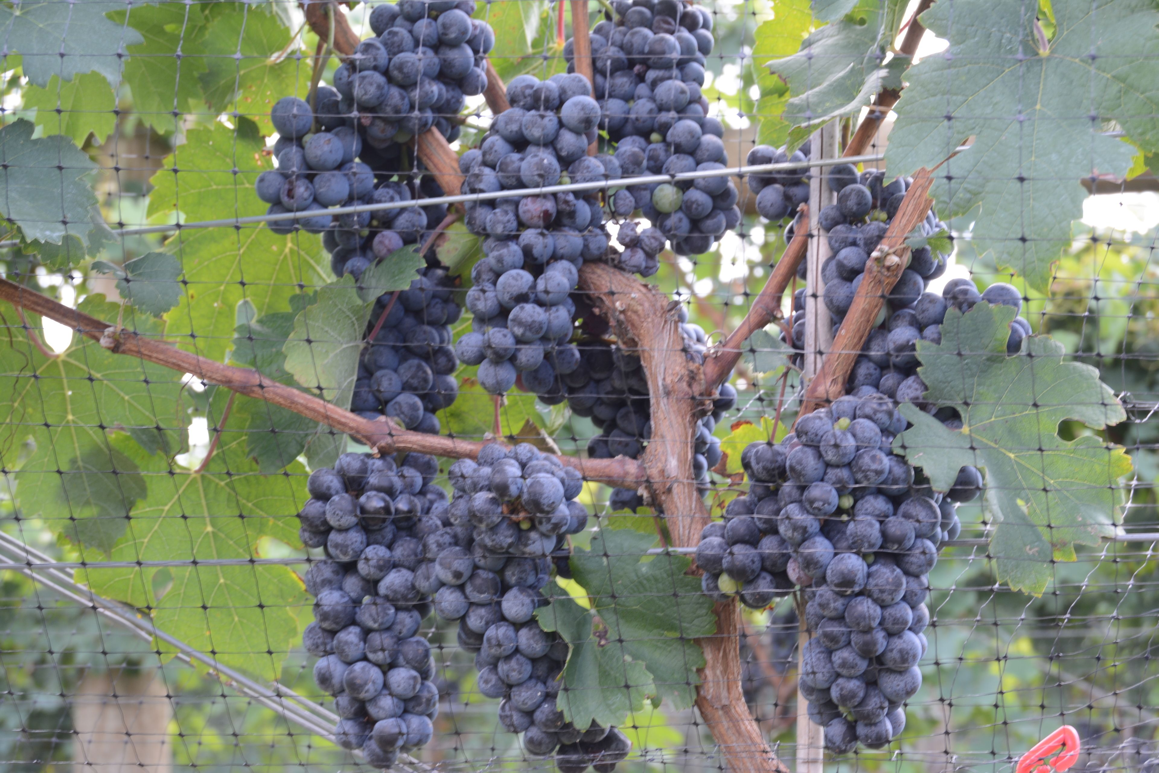A vineyard with clusters of dark purple grapes.
