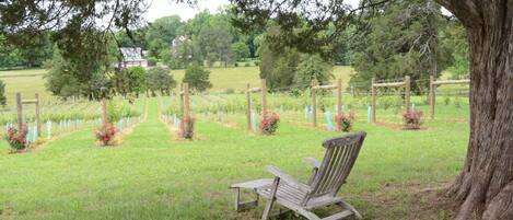 A wooden chair in a grassy area with trees and a fence in the background.