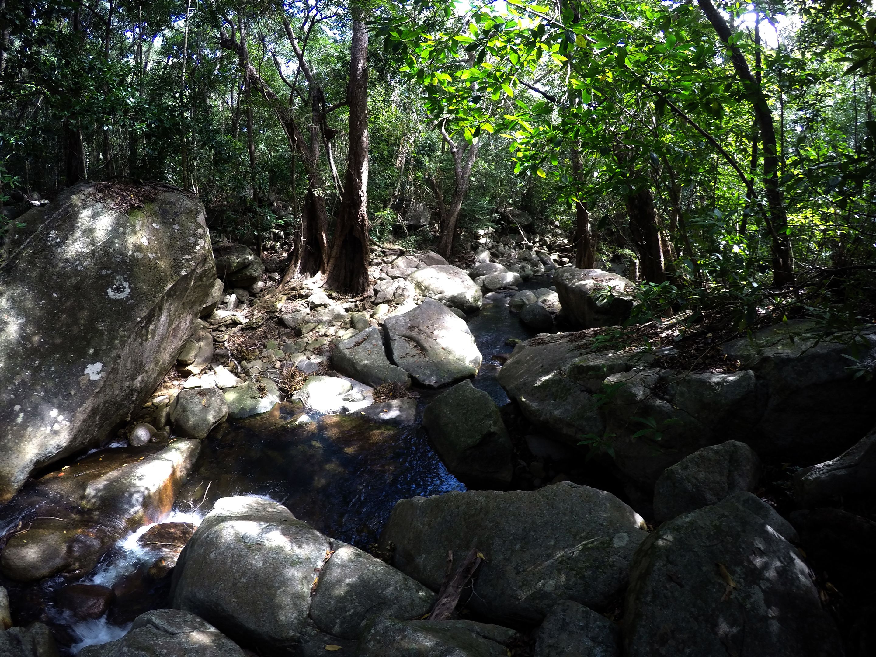 A forested area with a stream flowing over rocks.