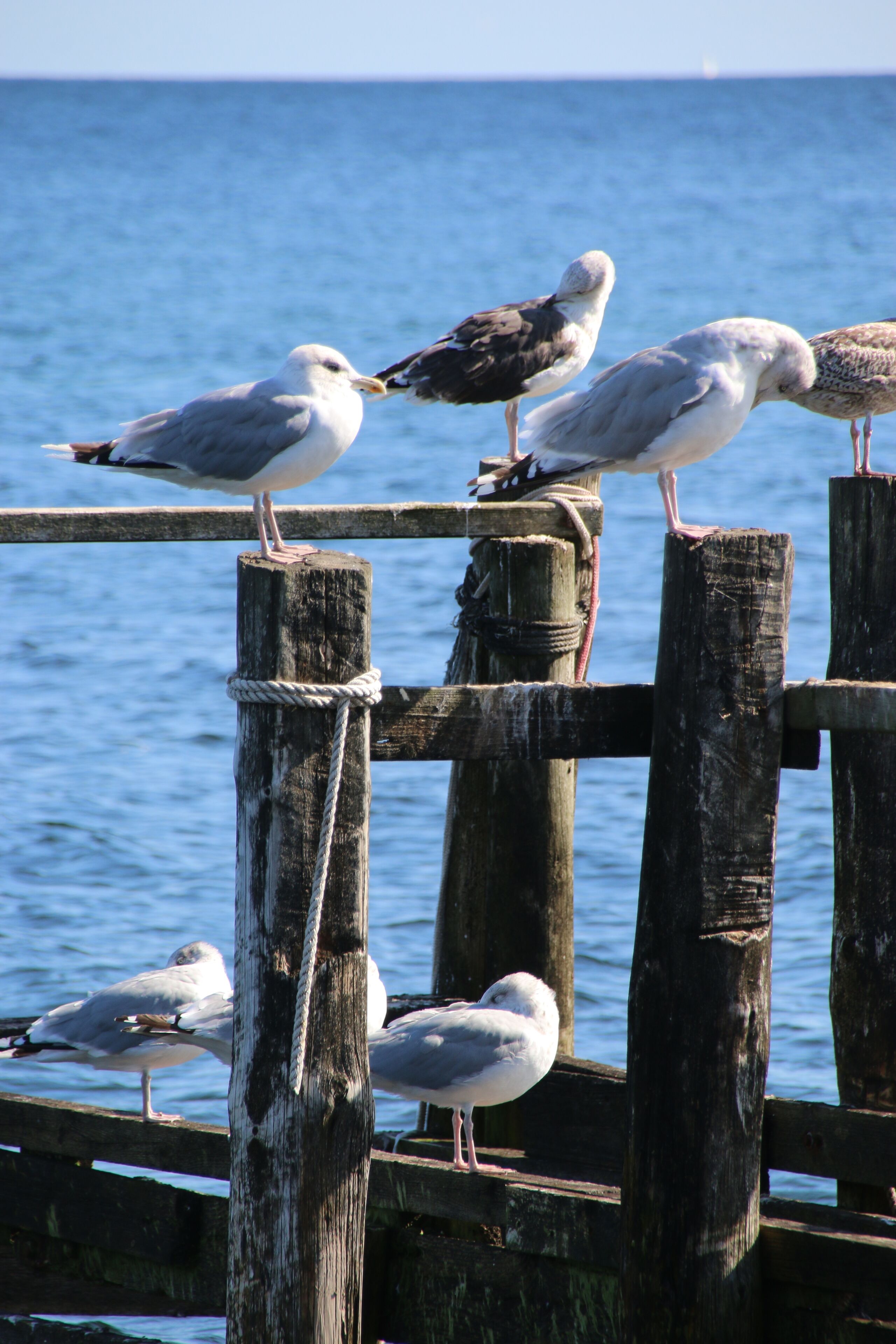 Gaviotas posadas en un muelle de madera junto al agua.