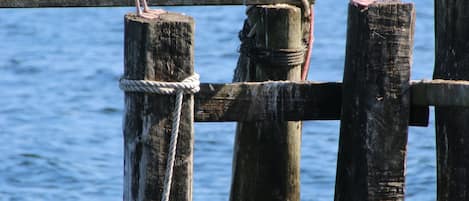 Gaviotas posadas en un muelle de madera junto al agua.