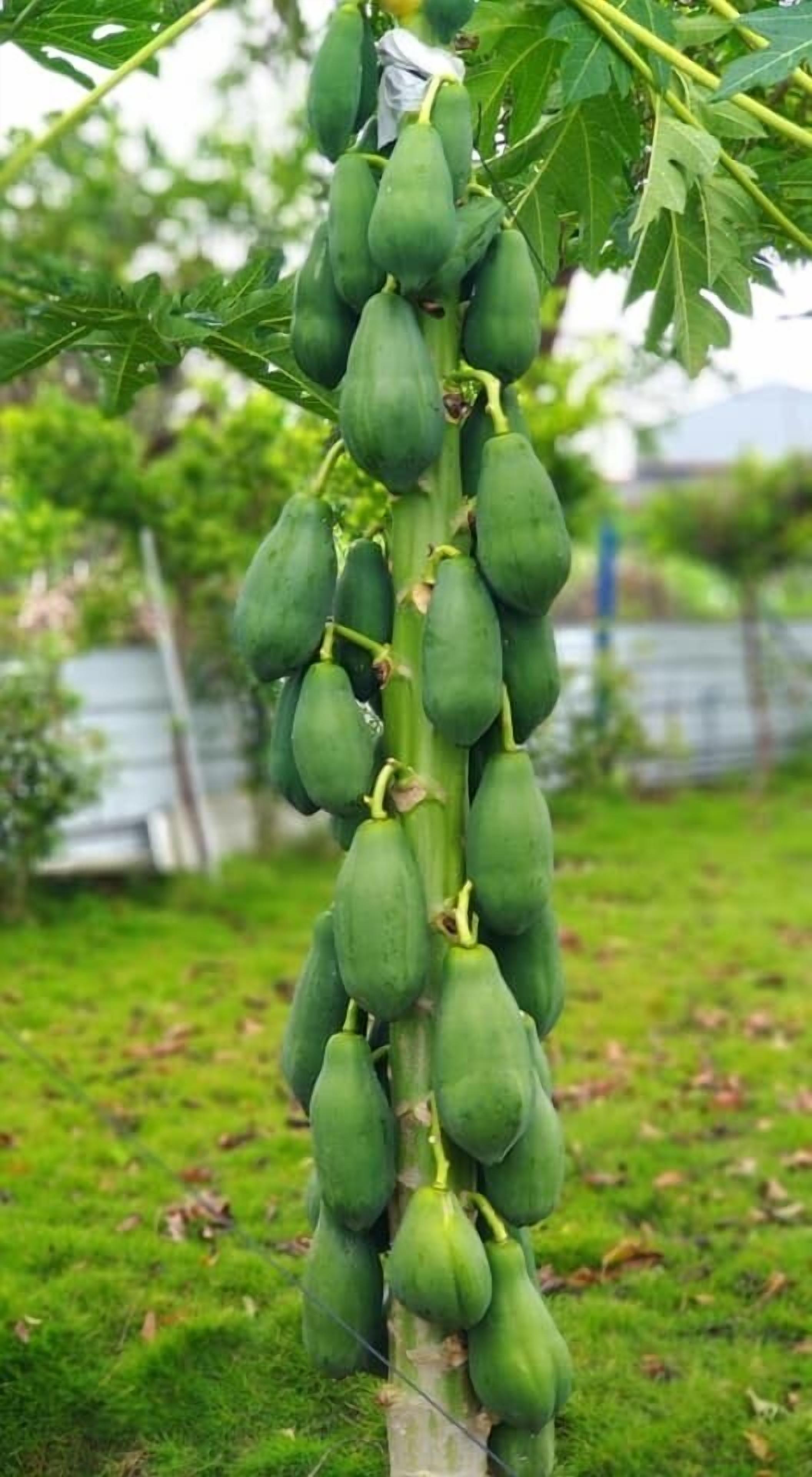 Ett papayaträd med många gröna frukter som hänger från grenarna.