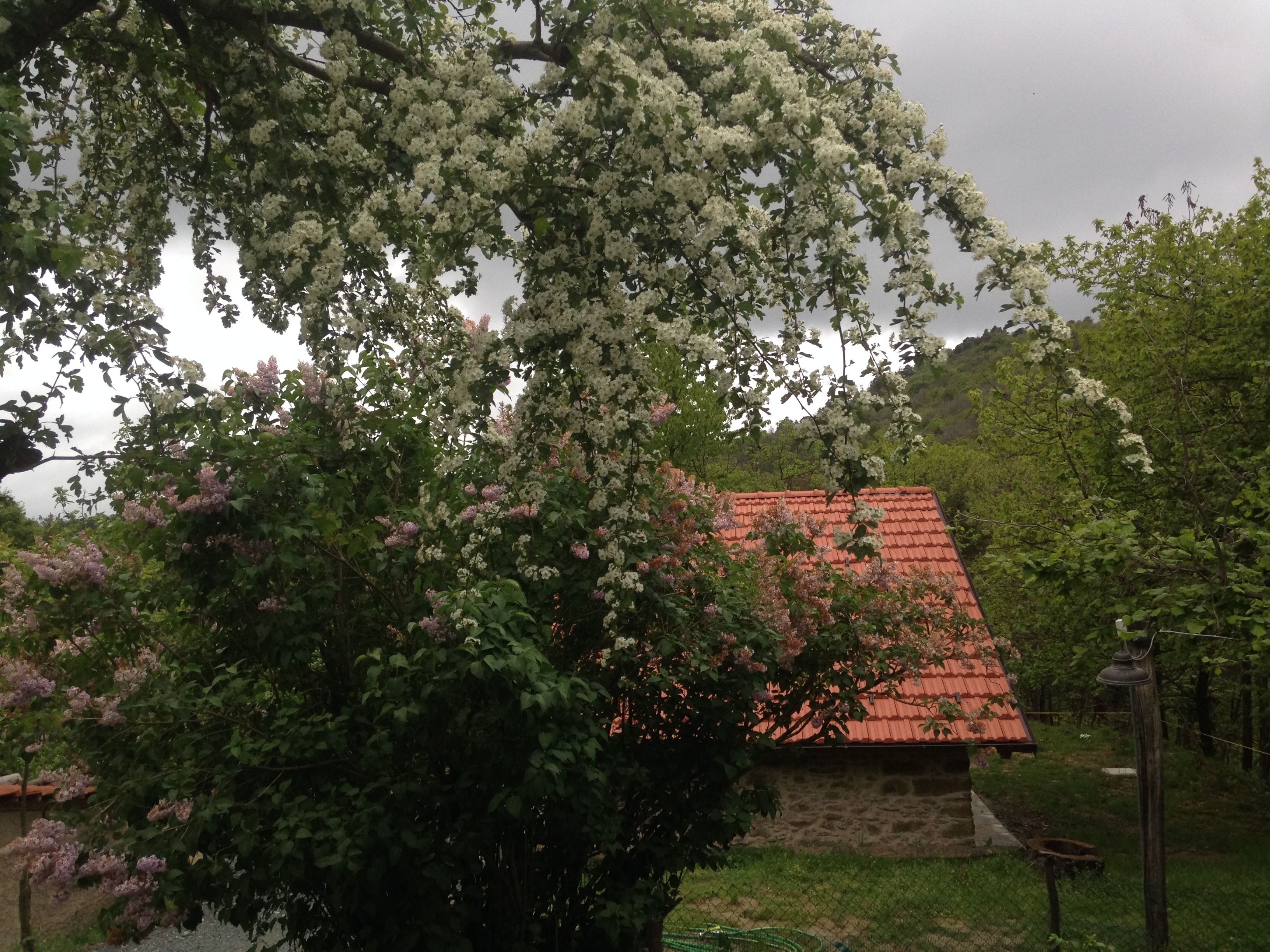 Eksteriør