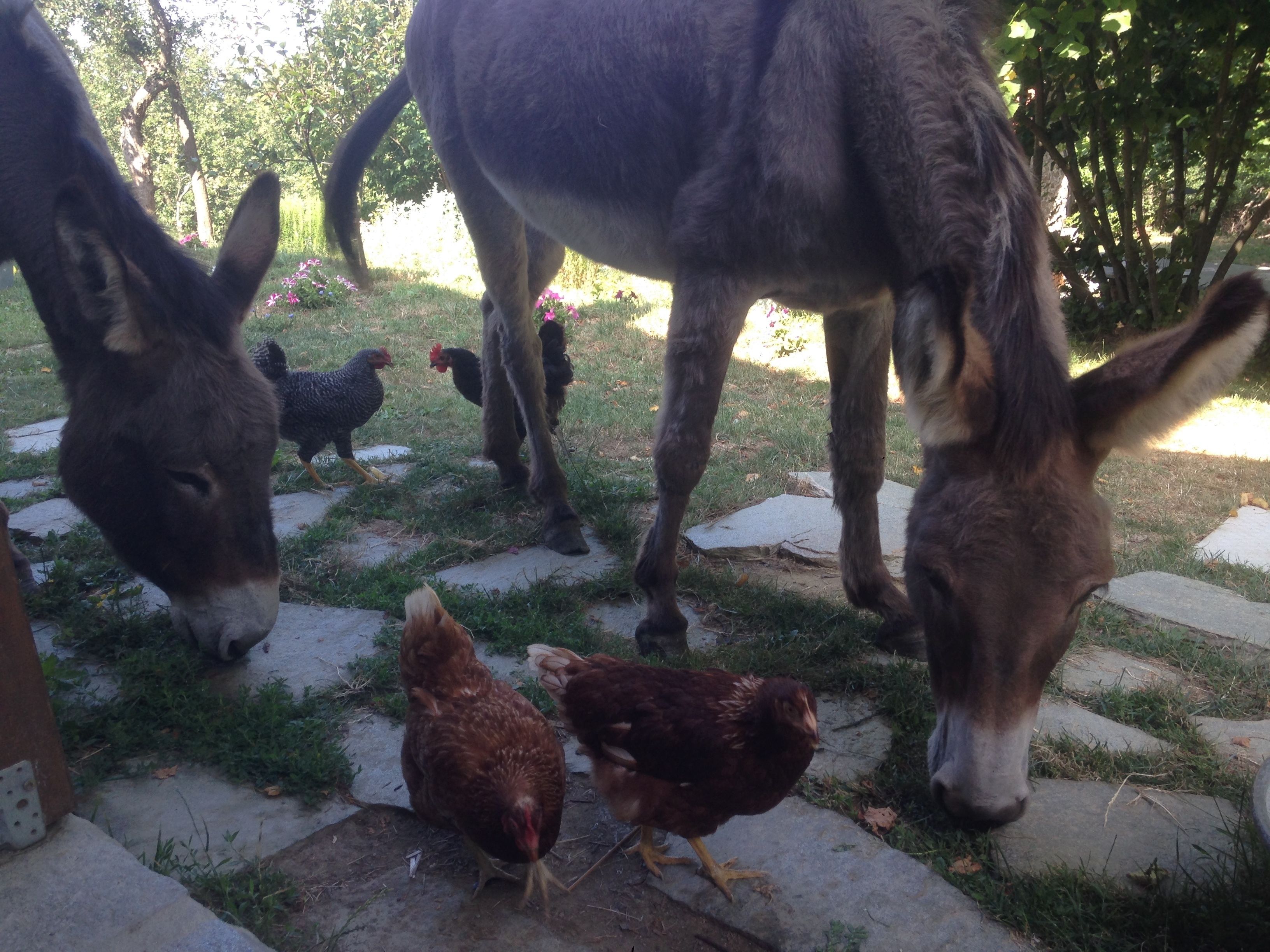 A donkey and two chickens in a garden with a stone pathway.