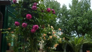 A garden with a climbing rose bush, potted plants, and a glass door leading to a patio area. - Villa Mirella Beach (Fermo)