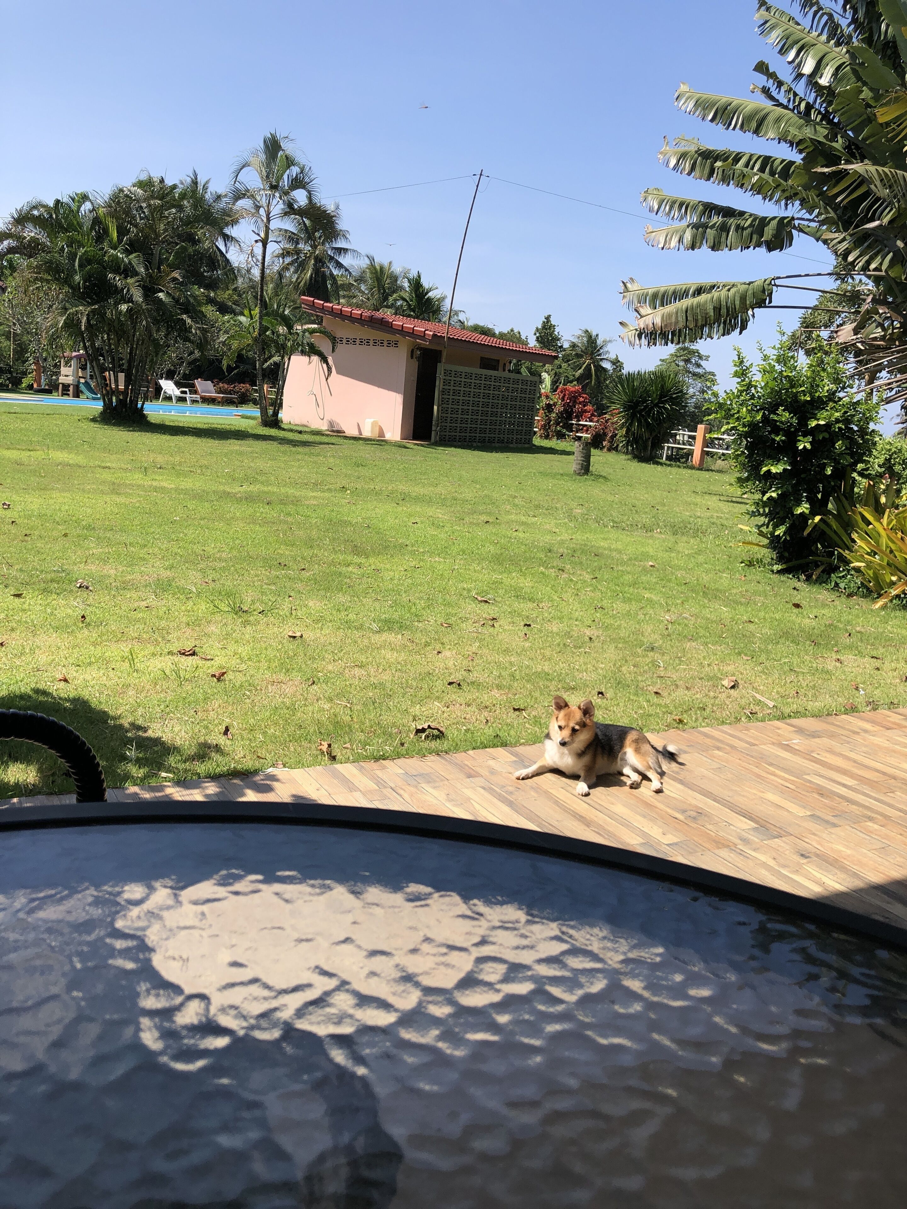 A dog lying on a wooden deck with a pool in the foreground.
