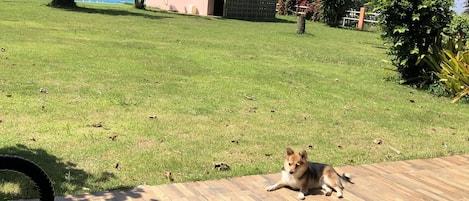 A dog lying on a wooden deck with a pool in the foreground.