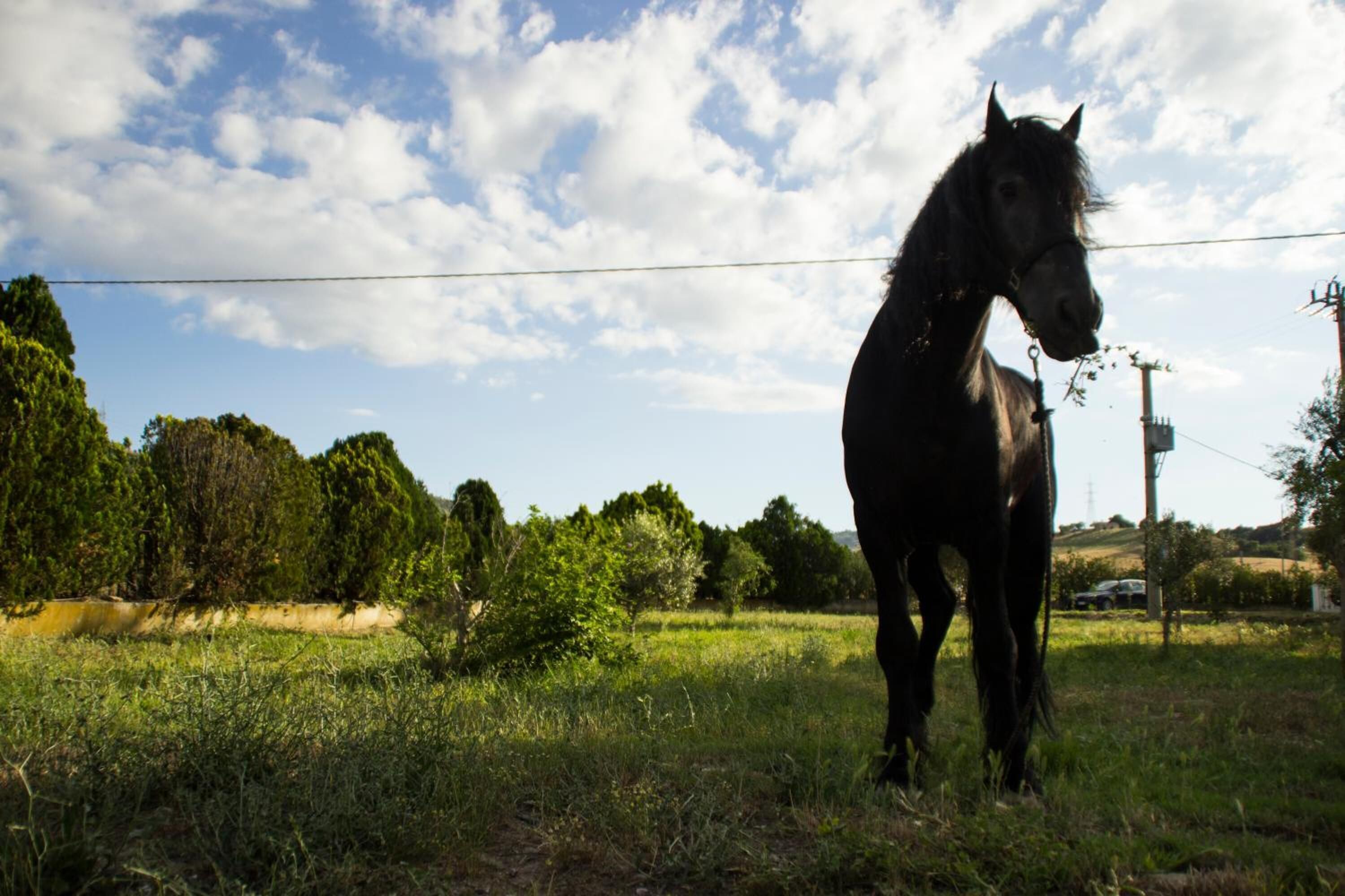 Un cavallo in un campo erboso con alberi e linee elettriche sullo sfondo.