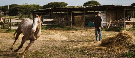 Een stal met een paard en een persoon.