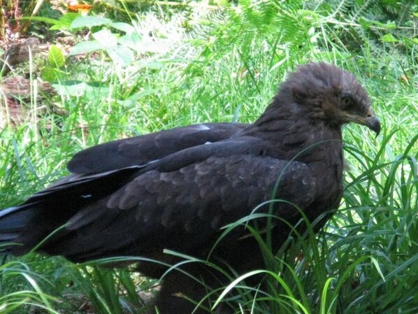 A bird in a natural setting. - Hotel Vitalesca (Neuschoenau)