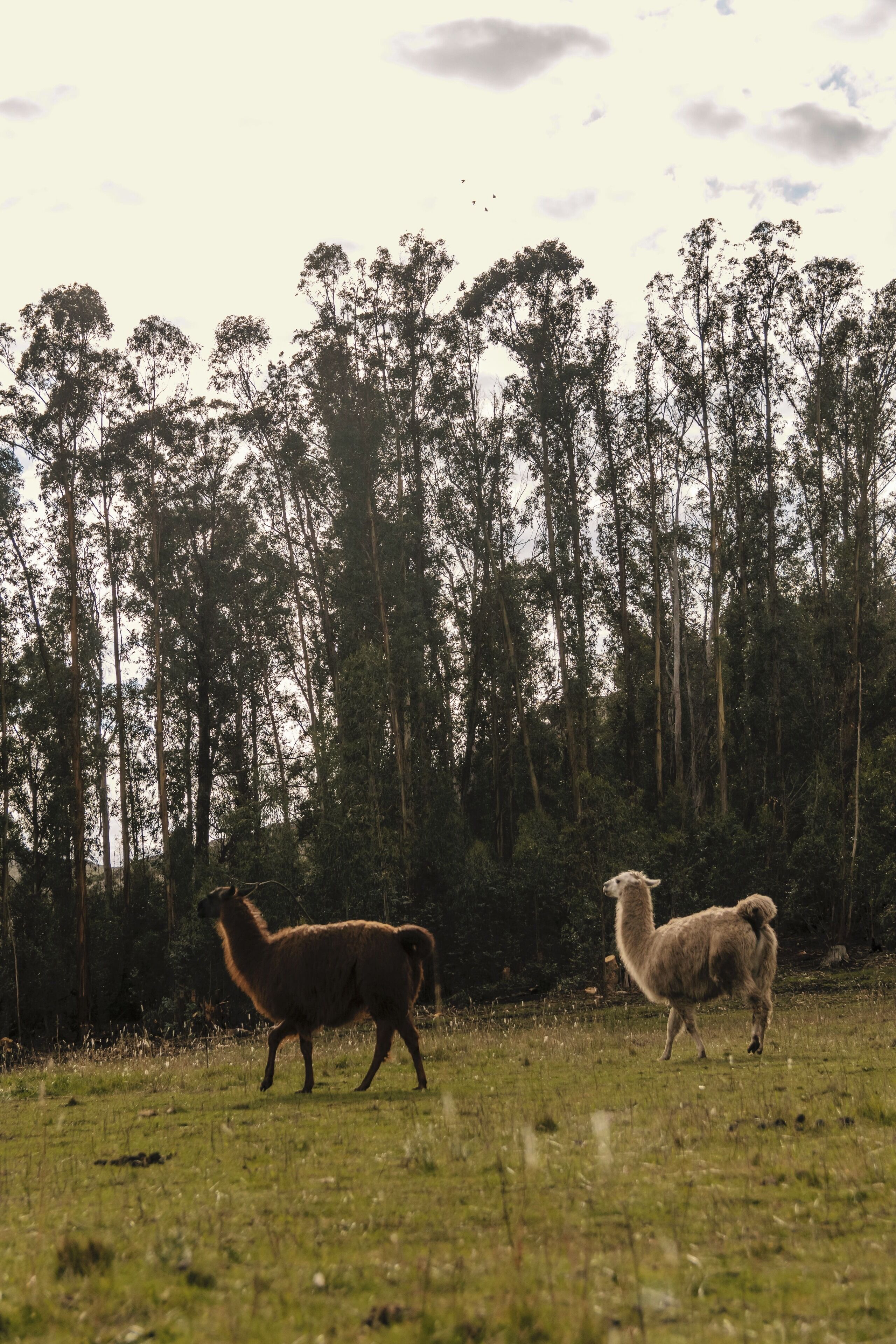 A llama in a grassy field with trees in the background.