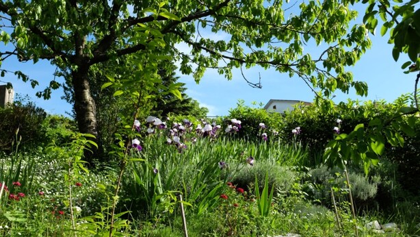 Een tuin met diverse planten en bloemen, een stenen muur en een grote boom.